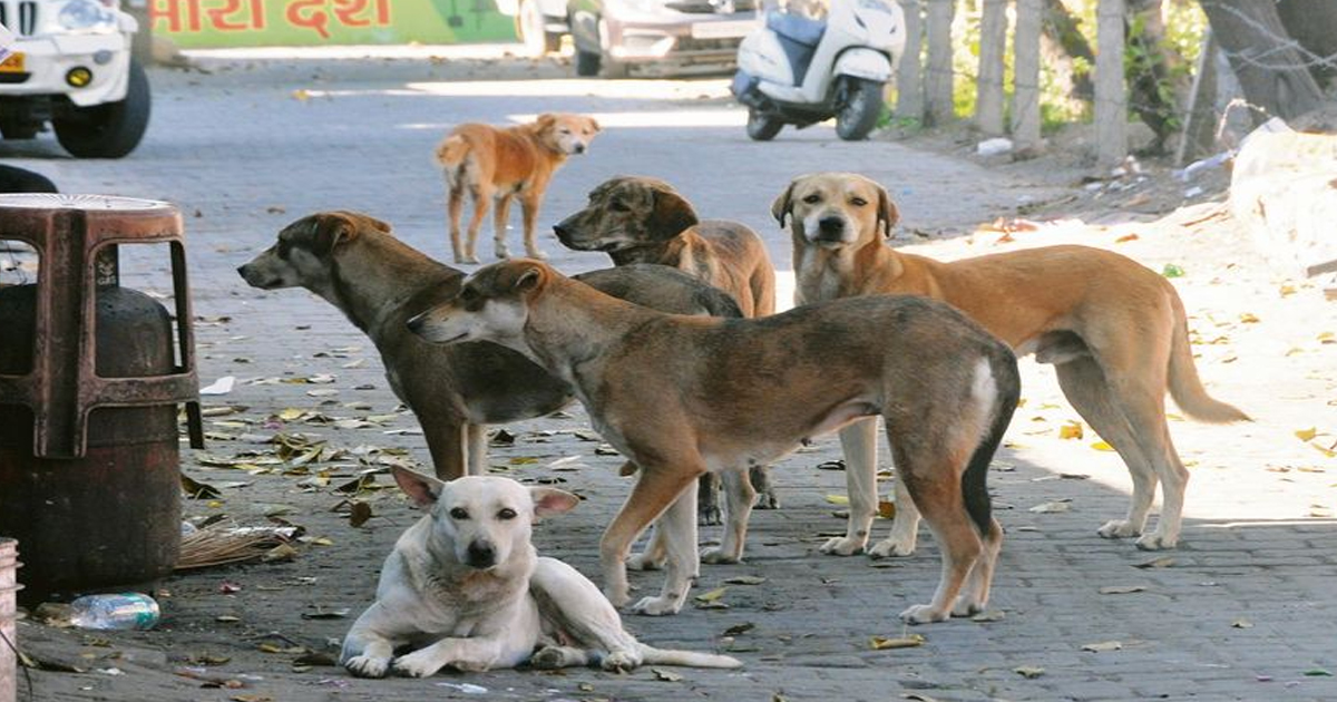 सुप्रीम कोर्ट ने दिल्ली के आवारा कुत्तों पर फैसला बदला